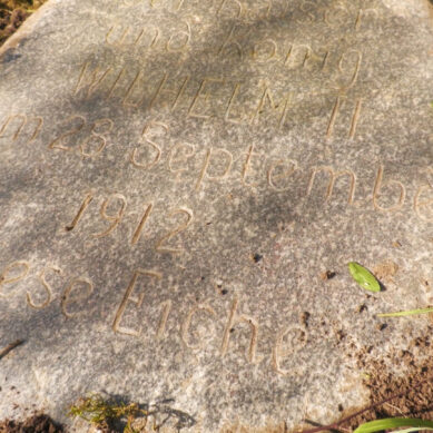 В Калининградской области во время субботника обнаружили памятный камень у дуба исполинских размеров