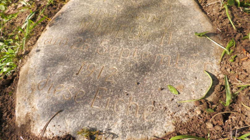 В Калининградской области во время субботника обнаружили памятный камень у дуба исполинских размеров