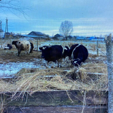 Трое жителей Гурьевского района совершили кражу крупного рогатого скота на сумму свыше полумиллиона рублей