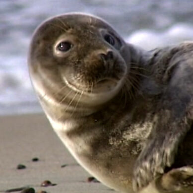 Северо-Западное Управление Росприроднадзора просит не беспокоить тюленей
