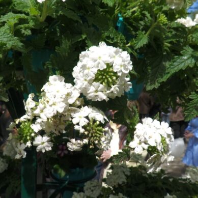 Фестиваль «Цветы Победы» в Черняховске посетили тысячи жителей и гостей Калининградской области
