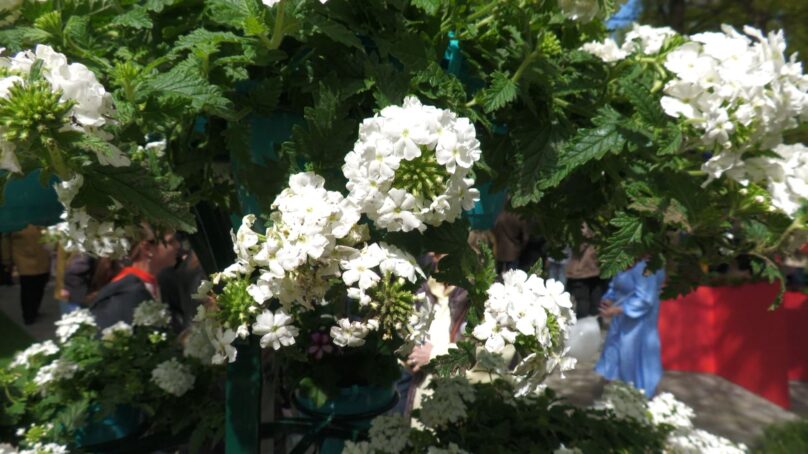 Фестиваль «Цветы Победы» в Черняховске посетили тысячи жителей и гостей Калининградской области