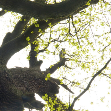 Эксперты обследовали черешчатый дуб в Ладушкине. Насколько дерево здорово и сколько ему на самом деле лет