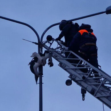 В Калининграде сотрудники МЧС помогли застрявшему в опоре освещения аисту