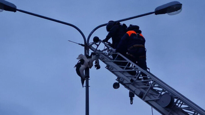 В Калининграде сотрудники МЧС помогли застрявшему в опоре освещения аисту