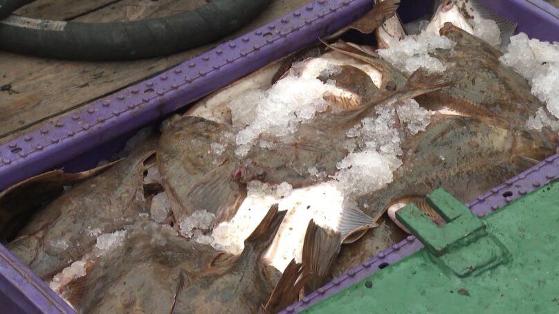 В Калининградской области с сегодняшнего дня запрещено ловить камбалу-тюрбо