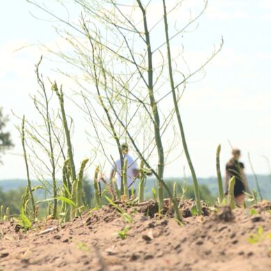 В одном из фермерских хозяйств Калининградской области собрали 10 тонн спаржи. Чем вызван прирост