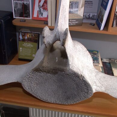 Многокилограммовый позвонок кита стал экспонатом калининградского музея
