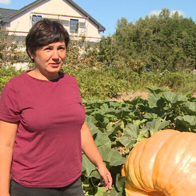 Жительница Калининградской области вырастила на своём участке гигантские тыквы