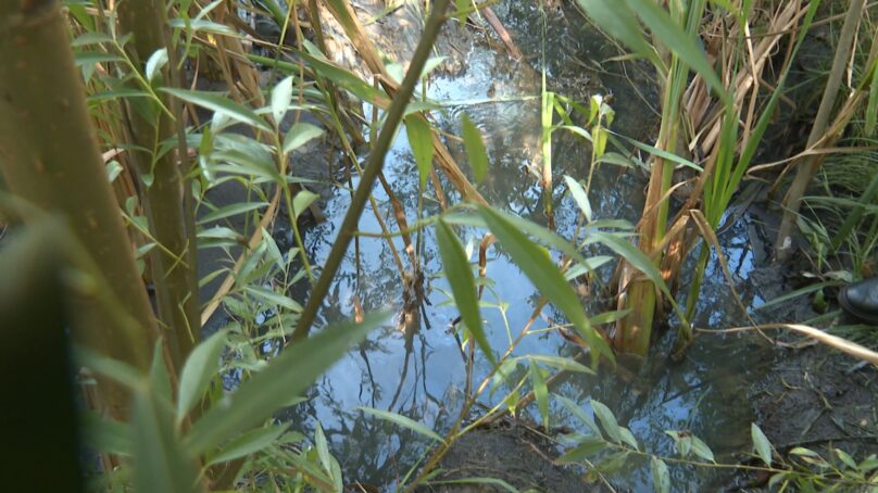Гаражный кооператив превращает ручей Товарный в Калининграде в место экологической катастрофы