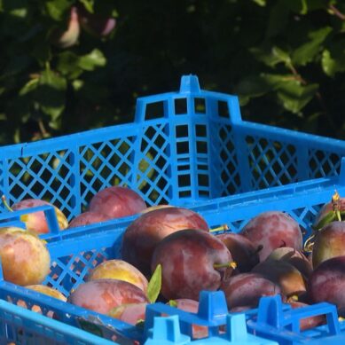В Калининградской области стартовал сезон сбора сливы и яблок