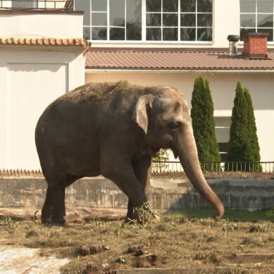 В калининградском зоопарке продолжается ремонт домика слонихи Преголи