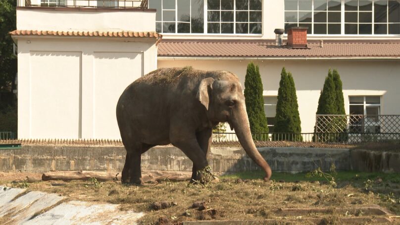 В калининградском зоопарке продолжается ремонт домика слонихи Преголи