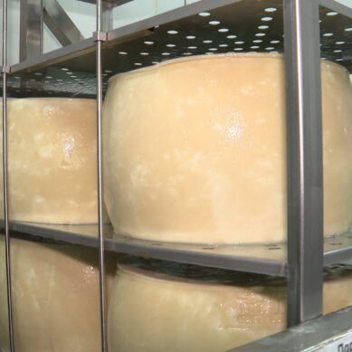 В Калининградской области запустили производство сыра «Янтарный пармезан»