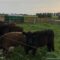 Морозоустойчивых коров привезли в фермерское хозяйство под Зеленоградском