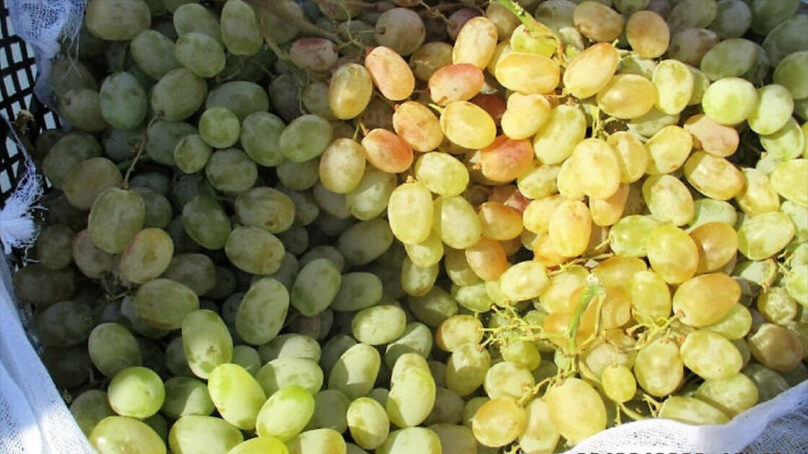 В Калининградскую область ввезли 217 тонн импортного винограда