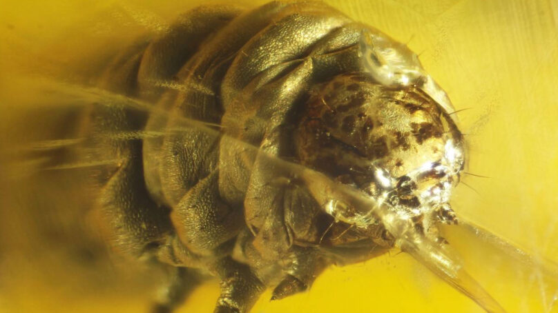 Инклюз с новым видом ископаемых  насекомых представили научной общественности