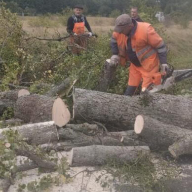 За 2 дня циклон «Патрик» повалил 91 дерево на дорогах Калининградской области