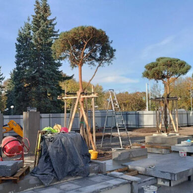 На территории стадиона «Балтика» в Калининграде высадили крупномерные деревья