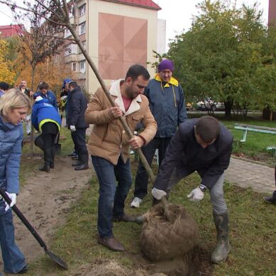 Почти 3 десятка деревьев украсили двор на Южном бульваре в Московском районе Калининграда