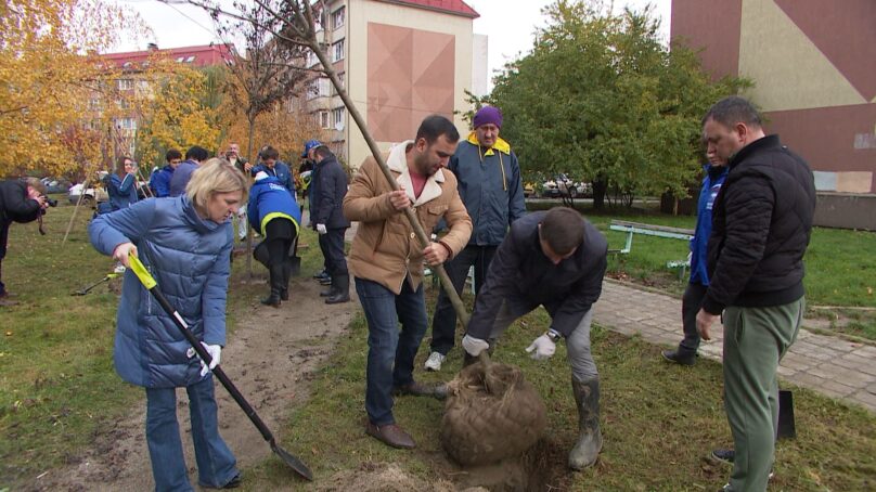 Почти 3 десятка деревьев украсили двор на Южном бульваре в Московском районе Калининграда