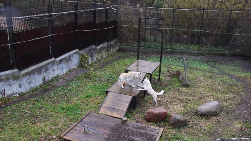 В Калининградском зоопарке у волка Акелы появилась новая знакомая