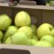 В этом году в «Калинково» собрали более 700 тонн яблок