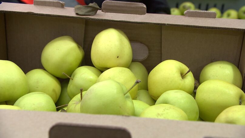 В этом году в «Калинково» собрали более 700 тонн яблок