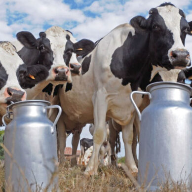 Калининградская область может побить рекорд по производству молока
