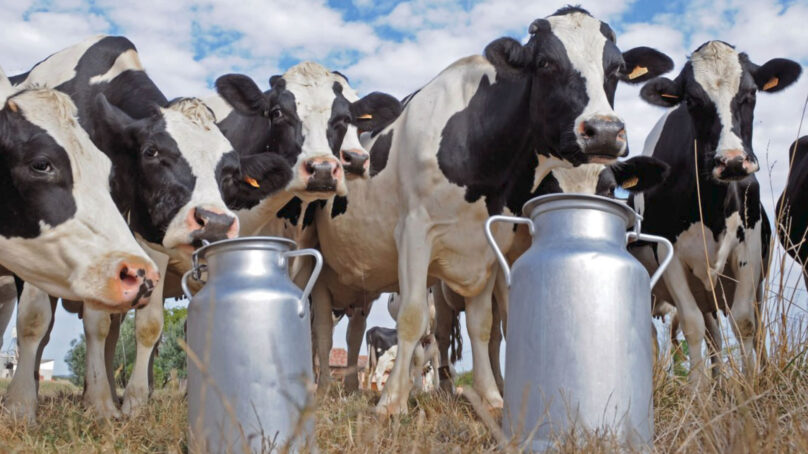 Калининградская область может побить рекорд по производству молока