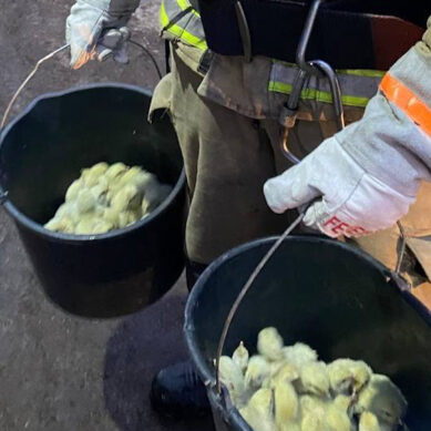 Калининградские пожарные спасают из огня цыплят с территории горящего ООО «Балтптицепром»