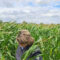 Сою и кукурузу в Калининградской области проверили на наличие ГМО