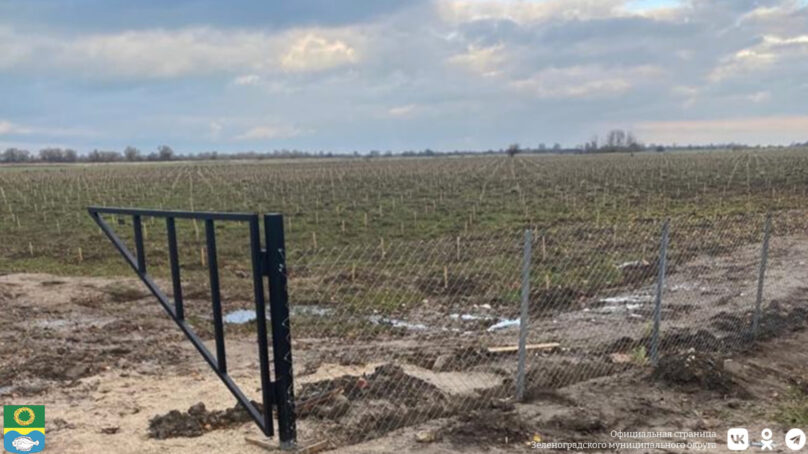 В Зеленоградском округе завершены высадки облепихи на всех четырёх запланированных гектарах