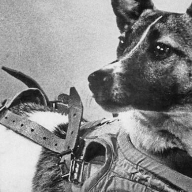 66 лет назад первая собака-космонавт Лайка отправилась в космос