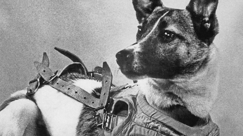 66 лет назад первая собака-космонавт Лайка отправилась в космос
