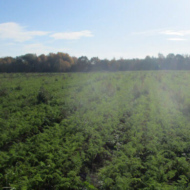 В Багратионовском районе проведено обследование 44 га земель сельхозназначения