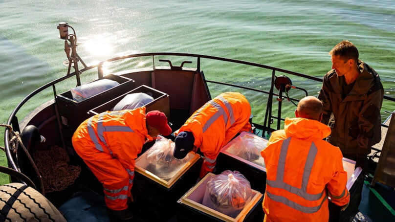 Более 2,5 миллионов мальков европейского сига выпустили в этом году в Куршский залив