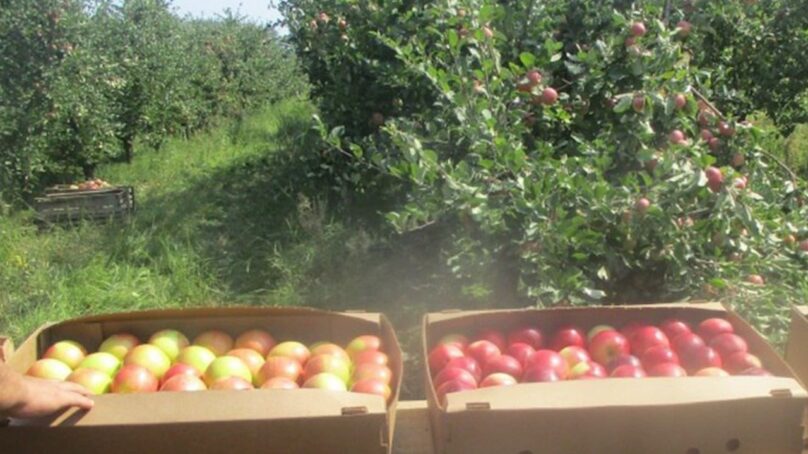 Из Калининградской области отправили 162 тонны яблок в регионы России