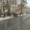 Тротуары города очищают ото льда около 500 дворников. Об этом заявили представители администрации Калининграда