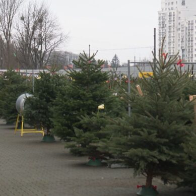 В Калининградскую область завезли более тысячи елок из Латвии