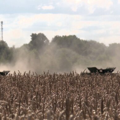 В этом году в Калининградской области урожайность зерновых и зернобобовых культур с одного гектара достигла максимальных значений