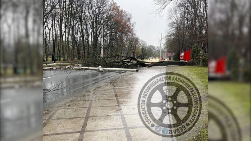 Сильный ветер сегодня днем повалил дерево на Гвардейском проспекте в Калининграде