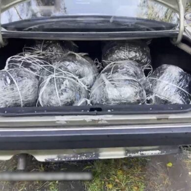 В суд передано уголовное дело о контрабанде янтаря на сумму в 25 миллионов рублей