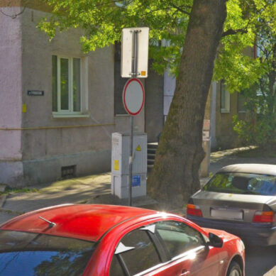 В Калининграде на Чувашской не будут срубать дерево при ремонте тротуара