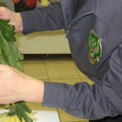 В партии хризантем, завезенных из Литвы в область, обнаружено вредоносное заболевание цветов