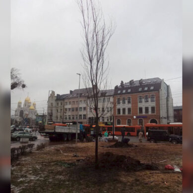 В Калининграде у памятника «Мать-Россия» начали высадку новых клёнов