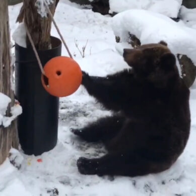 В Калининградском зоопарке ненадолго проснулась медведица-долгожительница Настя