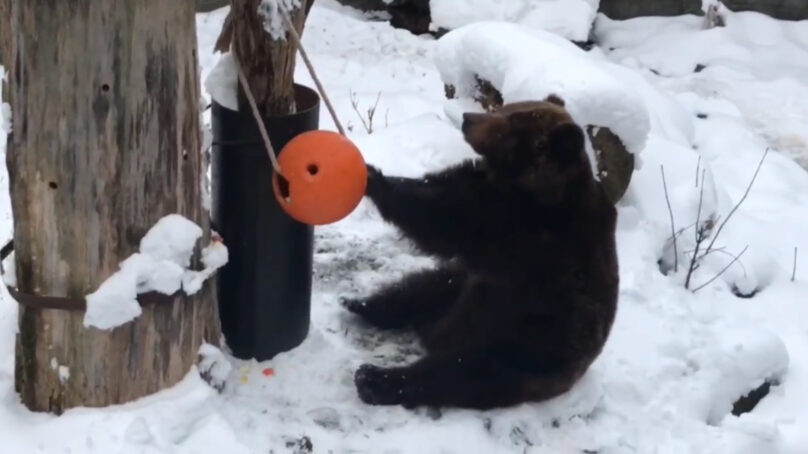 В Калининградском зоопарке ненадолго проснулась медведица-долгожительница Настя