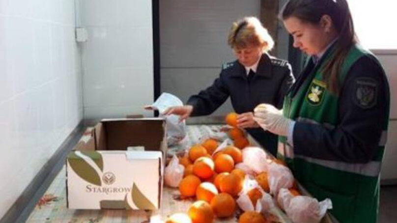 Продукция из 25 стран мира и регионов РФ поступила в область за прошлую неделю