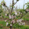 В посёлке Кумачево в 2024 году вместо зарослей боярышника появится яблоневый сад